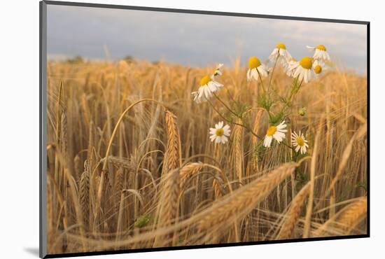 Scentless Mayweed (Tripleurospermum Inodorum) in a Ripe Barley Field. Perthshire, Scotland, July-Fergus Gill-Mounted Photographic Print