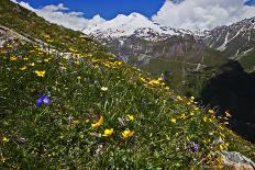 Anemone in Flower, Mount Cheget, Caucasus, Russia, June 2008-Schandy-Mounted Photographic Print