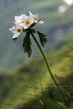 Caucasian Rhododendron Lowers with Mount Elbrus in the Distance, Caucasus, Russia, June-Schandy-Photographic Print