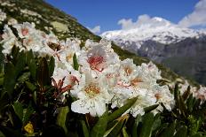 Alpine Meadow with Flowers, Mount Elbrus in the Distance, Caucasus, Russia, June 2008-Schandy-Photographic Print