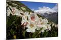 Photographic Print