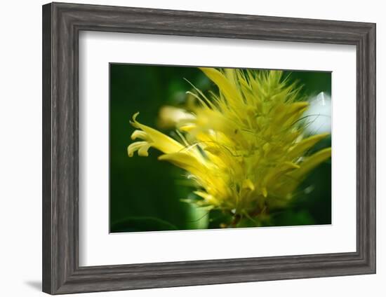 Schaueria flavicoma (Golden Plume)-Angela Marsh-Framed Photographic Print