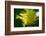 Schaueria flavicoma (Golden Plume)-Angela Marsh-Framed Photographic Print