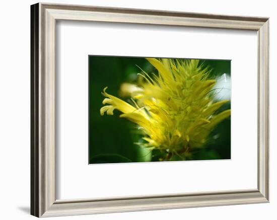 Schaueria flavicoma (Golden Plume)-Angela Marsh-Framed Photographic Print