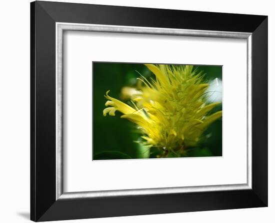 Schaueria flavicoma (Golden Plume)-Angela Marsh-Framed Photographic Print