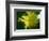 Schaueria flavicoma (Golden Plume)-Angela Marsh-Framed Photographic Print