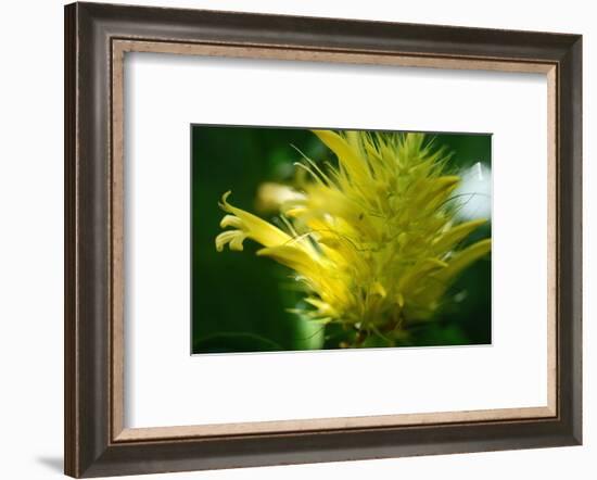 Schaueria flavicoma (Golden Plume)-Angela Marsh-Framed Photographic Print