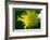 Schaueria flavicoma (Golden Plume)-Angela Marsh-Framed Photographic Print