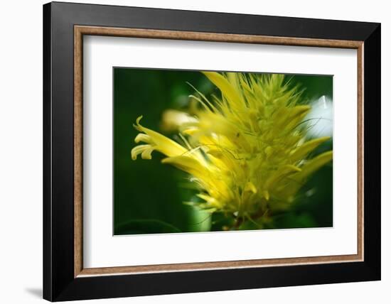 Schaueria flavicoma (Golden Plume)-Angela Marsh-Framed Photographic Print