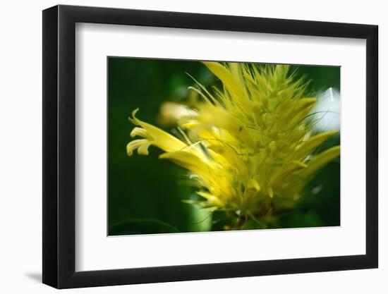 Schaueria flavicoma (Golden Plume)-Angela Marsh-Framed Photographic Print