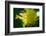 Schaueria flavicoma (Golden Plume)-Angela Marsh-Framed Photographic Print