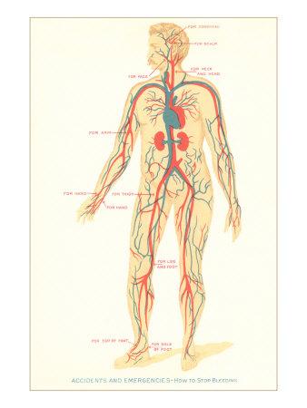 'Schematic of Circulatory System' Art Print | Art.com