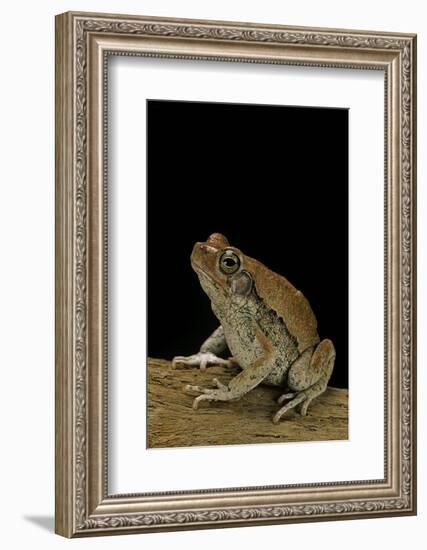 Schismaderma Carens (Red Toad)-Paul Starosta-Framed Photographic Print