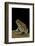 Schismaderma Carens (Red Toad)-Paul Starosta-Framed Photographic Print