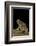 Schismaderma Carens (Red Toad)-Paul Starosta-Framed Photographic Print