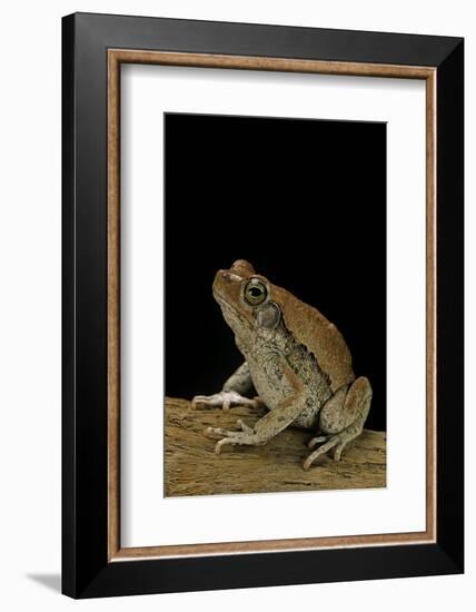 Schismaderma Carens (Red Toad)-Paul Starosta-Framed Photographic Print