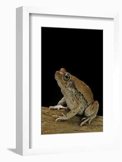 Schismaderma Carens (Red Toad)-Paul Starosta-Framed Photographic Print