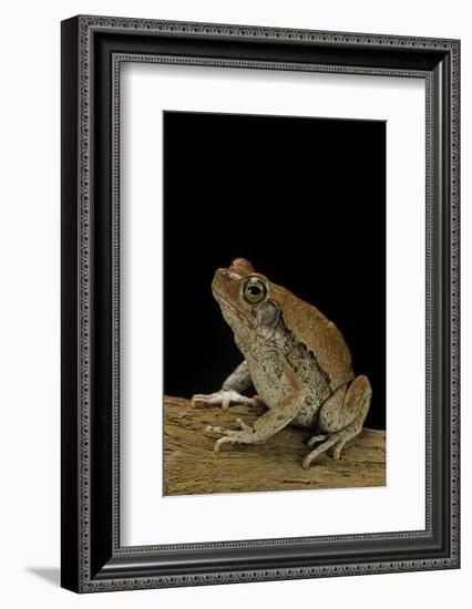 Schismaderma Carens (Red Toad)-Paul Starosta-Framed Photographic Print