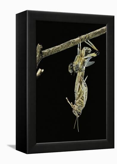 Schistocerca Gregaria (Desert Locust) - Emerging-Paul Starosta-Framed Premier Image Canvas