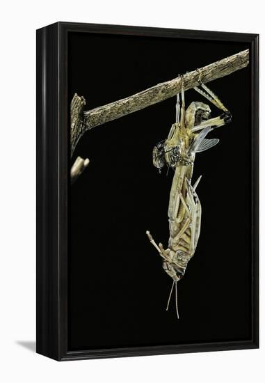 Schistocerca Gregaria (Desert Locust) - Emerging-Paul Starosta-Framed Premier Image Canvas