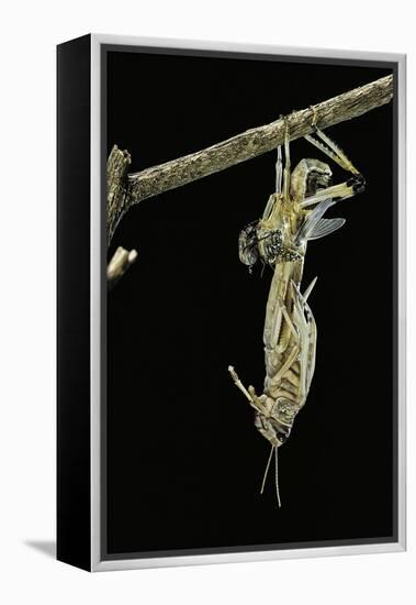 Schistocerca Gregaria (Desert Locust) - Emerging-Paul Starosta-Framed Premier Image Canvas