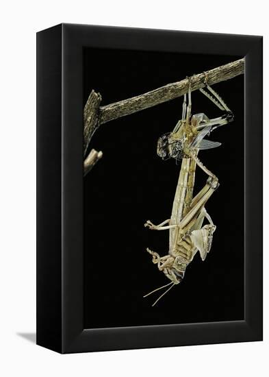 Schistocerca Gregaria (Desert Locust) - Emerging-Paul Starosta-Framed Premier Image Canvas