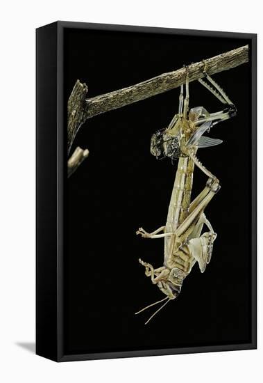 Schistocerca Gregaria (Desert Locust) - Emerging-Paul Starosta-Framed Premier Image Canvas