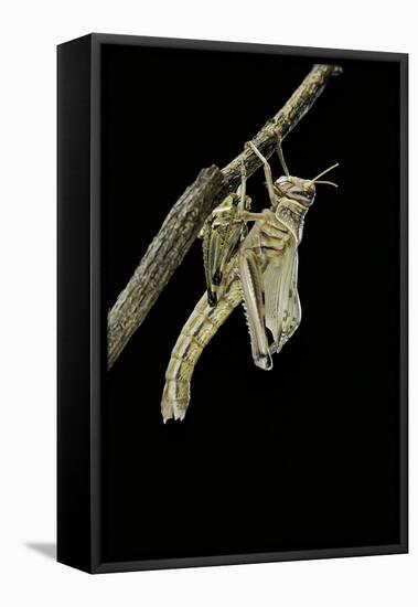 Schistocerca Gregaria (Desert Locust) - Emerging-Paul Starosta-Framed Premier Image Canvas