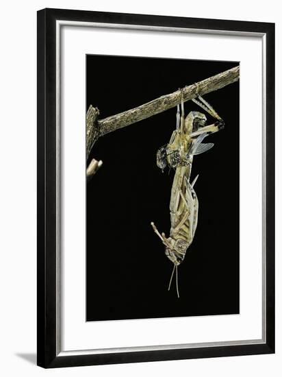 Schistocerca Gregaria (Desert Locust) - Emerging-Paul Starosta-Framed Photographic Print