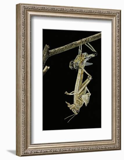 Schistocerca Gregaria (Desert Locust) - Emerging-Paul Starosta-Framed Photographic Print