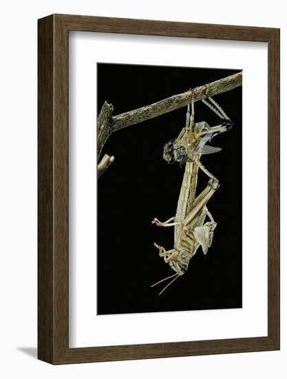 Schistocerca Gregaria (Desert Locust) - Emerging-Paul Starosta-Framed Photographic Print