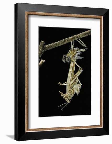 Schistocerca Gregaria (Desert Locust) - Emerging-Paul Starosta-Framed Photographic Print