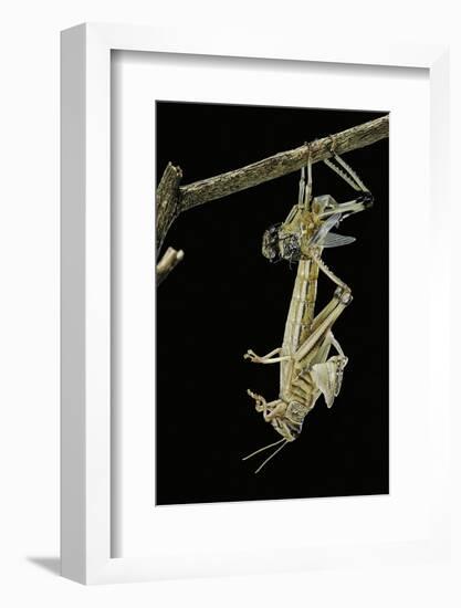 Schistocerca Gregaria (Desert Locust) - Emerging-Paul Starosta-Framed Photographic Print