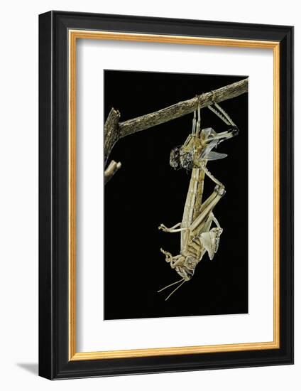 Schistocerca Gregaria (Desert Locust) - Emerging-Paul Starosta-Framed Photographic Print