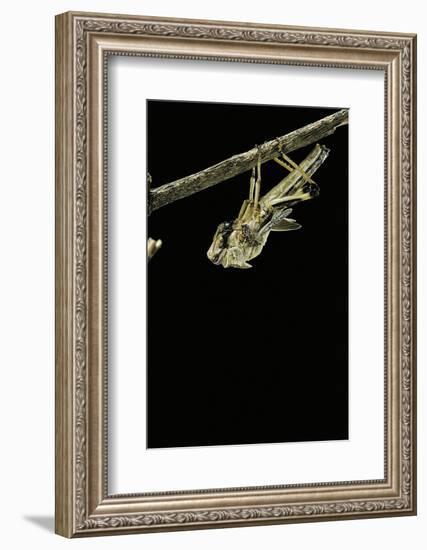 Schistocerca Gregaria (Desert Locust) - Emerging-Paul Starosta-Framed Photographic Print