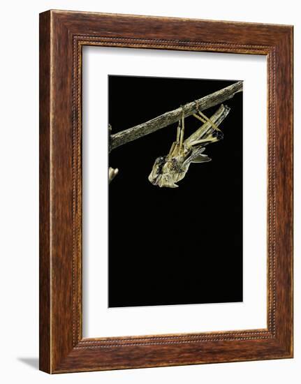 Schistocerca Gregaria (Desert Locust) - Emerging-Paul Starosta-Framed Photographic Print