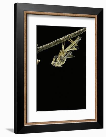 Schistocerca Gregaria (Desert Locust) - Emerging-Paul Starosta-Framed Photographic Print