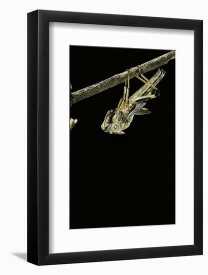 Schistocerca Gregaria (Desert Locust) - Emerging-Paul Starosta-Framed Photographic Print