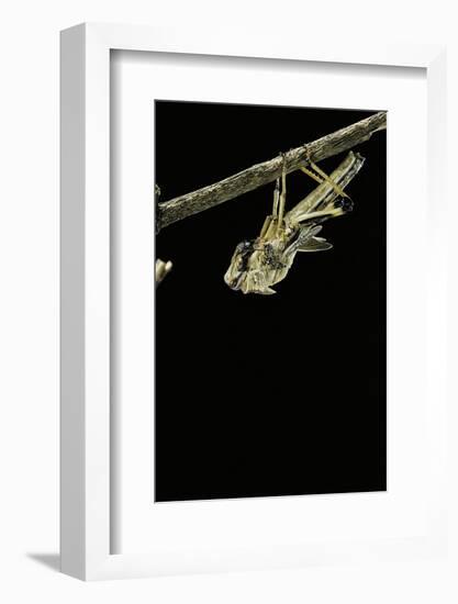 Schistocerca Gregaria (Desert Locust) - Emerging-Paul Starosta-Framed Photographic Print