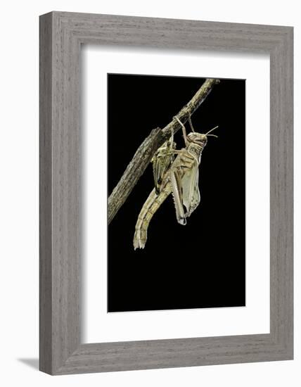 Schistocerca Gregaria (Desert Locust) - Emerging-Paul Starosta-Framed Photographic Print