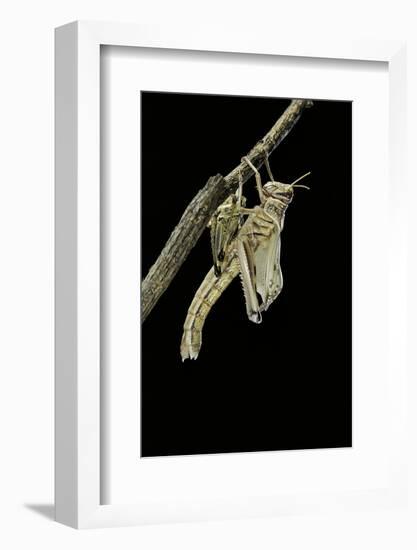 Schistocerca Gregaria (Desert Locust) - Emerging-Paul Starosta-Framed Photographic Print