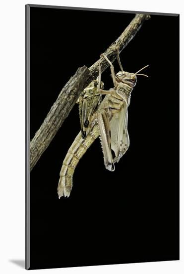 Schistocerca Gregaria (Desert Locust) - Emerging-Paul Starosta-Mounted Photographic Print