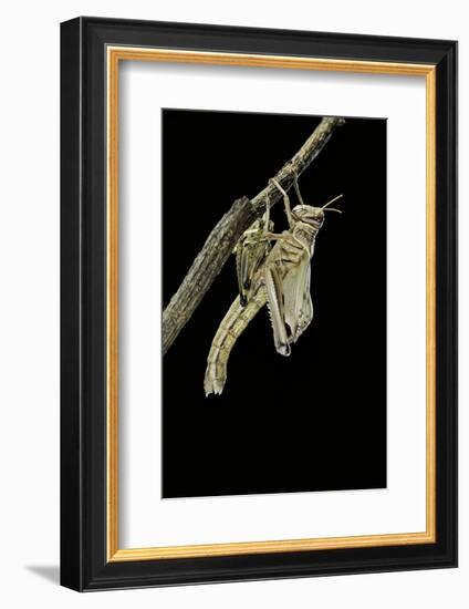 Schistocerca Gregaria (Desert Locust) - Emerging-Paul Starosta-Framed Photographic Print