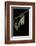 Schistocerca Gregaria (Desert Locust) - Emerging-Paul Starosta-Framed Photographic Print