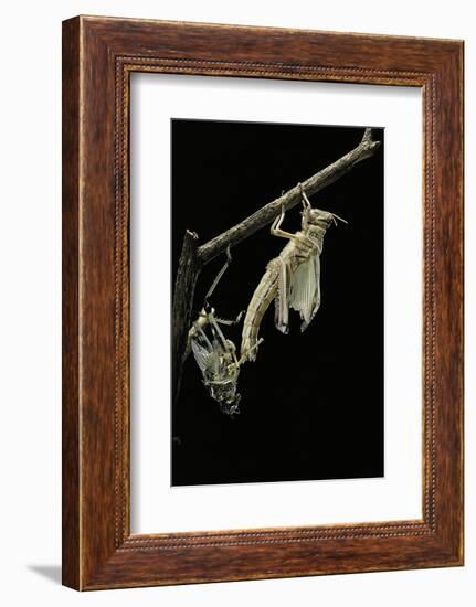 Schistocerca Gregaria (Desert Locust) - Emerging-Paul Starosta-Framed Photographic Print