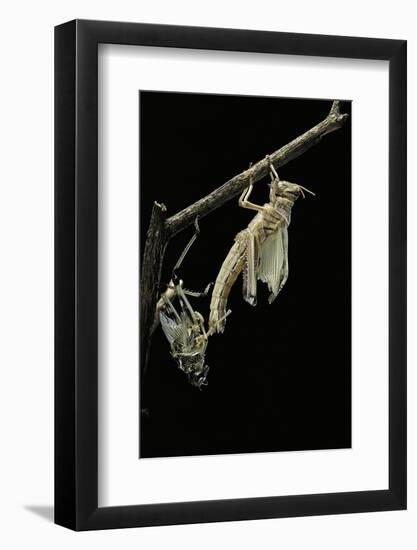 Schistocerca Gregaria (Desert Locust) - Emerging-Paul Starosta-Framed Photographic Print