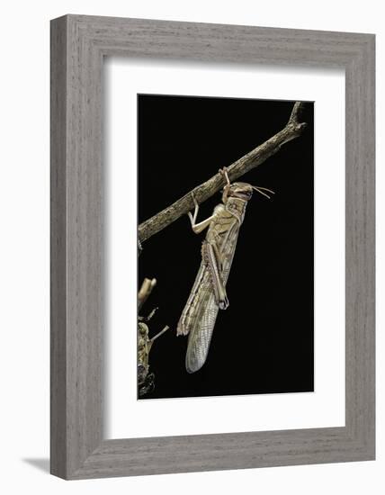 Schistocerca Gregaria (Desert Locust) - Emerging-Paul Starosta-Framed Photographic Print