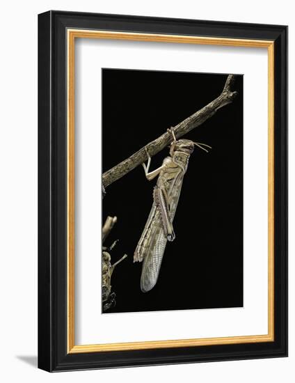 Schistocerca Gregaria (Desert Locust) - Emerging-Paul Starosta-Framed Photographic Print