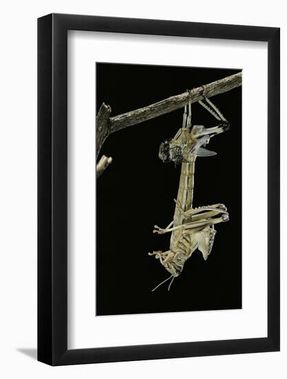 Schistocerca Gregaria (Desert Locust) - Emerging-Paul Starosta-Framed Photographic Print