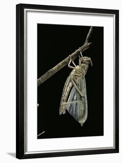 Schistocerca Gregaria (Desert Locust) - Emerging-Paul Starosta-Framed Photographic Print